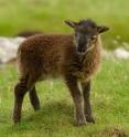 This lamb is part of a flock of sheep living on the Island of Hirta, St. Kilda, in Scotland. A team of researchers from Princeton University and the University of Edinburgh studied the sheep and concluded that strong immunity may play a key role in determining long life -- but at the expense of reduced fertility.