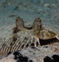 Like other bony fish, the peacock flounder can change the color and pattern of its skin to blend into the sea floor. Roger Cone, Ph.D., and colleagues have discovered a gene that enables this color change.