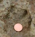 This is a baby sauropod hind track with penny for scale.