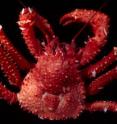 This king crab belonging to the species <I>Paralomis elongata</I> was collected from Bouvet Island, Southern Ocean.