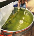 Algae is considered a prime candidate to serve as feedstock for biofuels  because of its high energy content and yield, rapid growth and ability to thrive in seawater or wastewater. Oil from algae can be refined into gasoline, biodiesel or jet fuel.