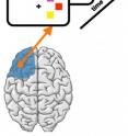 When images are presented to the right eye of a stroke patient with a lesion in the left prefrontal cortex, visual working memory is impaired. These patients perform poorly in a test requiring that they hold a "phantom image" of a screen display in their mind for up to a second in order to match a subsequent image. The intact right prefrontal cortex picked up some of the slack, however, showing that the brain can compensate for some memory loss.
