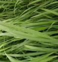 Mosaic symptoms on leaves of switchgrass associated with the marafivirus.