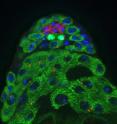 This shows the symmetric division of male germline stem cells (GSCs) in a <i>Drosophila</i> testis.  

Male germ line cells at the tip of <i>Drosophila</i> testes (bright green) are undergoing a symmetric division. Both daughter cells are in contact with hub cells (red).