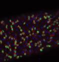 <i>Drosophila</i> intestinal stem cells (ISCs) respond to nutrient availability.  

In flies that are fed a normal diet, a large pool of intestinal stem cells (green) is actively dividing generating daughter enteroblasts (green nuclei surrounded by a red cell membrane).