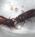 These are two male broad-horned flour beetles locked in battle.
