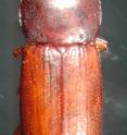 This is a male broad-horned flour beetle.