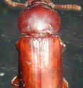 This is a female broad-horned flour beetle.