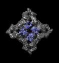 High-resolution images of the ryanodine receptor, a protein associated with calcium-related disease, reveal in unprecedented detail the locations of more than 50 mutations that cluster in disease "hotspots" along the receptor.  The images were made with beams of intense X-rays at the Stanford Synchrotron Radiation Lightsource, located at the Department of Energy’s SLAC National Accelerator Laboratory, and at the Canadian Light Source. The gray portion of the above image represents low-resolution information about the entire receptor. The high-resolution structure is shown in blue, where each sphere represents a single atom. Mutations identified in individual amino acids are colored red.