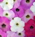 This photo shows flowers of a self-incompatible taxa of petunia exhibiting diverse petal structures and colors. Self-incompatibility is system that allows the pistil of a flower to recognition and reject self-pollen and accept non-self pollen to generate genetic diversity. Scientists led by Teh-hui Kao at Penn State University have discovered a large suite of genes that prevent the petunia plant -- a species used by scientists to study flowering plants -- from breeding with itself or with its close relatives. Inbreeding affects many flowering plants -- including some commercially important crops -- in much the same way that human inbreeding sometimes results in genetic disease and inferior health. The discovery of multiple inbreeding-prevention genes is the latest result of Kao's quest to unravel the mystery of what he calls the plant's "non-self recognition system."  The research will be published on Nov. 5, 2010, in the journal <I>Science</I>.