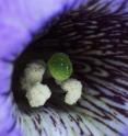 This photo shows a close view of a petunia flower's green pistil surrounded closely by white anthers. Scientists led by Teh-hui Kao at Penn State Unviersity have discovered a large suite of genes that prevent the petunia plant -- a species used by scientists to study flowering plants -- from breeding with itself or with its close relatives. Inbreeding affects many flowering plants -- including some commercially important crops -- in much the same way that human inbreeding sometimes results in genetic disease and inferior health. The discovery of multiple inbreeding-prevention genes is the latest result of Kao's quest to unravel the mystery of what he calls the plant's "non-self recognition system."  The research will be published on Nov. 5, 2010 in the journal <I>Science</I>.