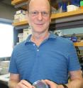 This is Bruce Tabashnik holding a petri dish with pink bollworm larvae.