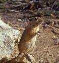 This is a fat sand rat (<I>Psammomys obesus</I>).