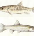 An international team led by the Forest Technology Centre of Catalonia has carried out the first large-scale study of the threats facing freshwater fish in the Mediterranean basin. Invasive species, along with over-exploitation of water resources, are the most important pressures, and those that expose fish to the greatest risk of extinction.