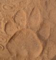 This is a tiger pugmark