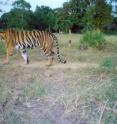 This is a tiger caught on camera trap.