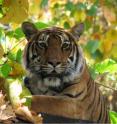 This is a close-up of a tiger.