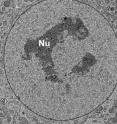 This is a conventional TEM image of a stained thin section.