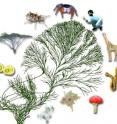 Despite having gone their separate ways at least a billion years ago, plants and animals have developed remarkably similar mechanisms for detecting the molecular signatures of infectious organisms.