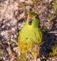 An adult Western gound parrot photographed in Fitzgerald River National Park, Western Australia.