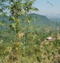 The rapid net gain in forest area in Vietnam since the early 1990s has been accompanied by an increase in timber imports from neighboring countries, a significant fraction of these imports being illegal.