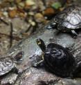 The turtle and the tortoise of Florida (<I>Trachemys scripta</i>), a "species-typical pet," can be a danger to the environment if released.