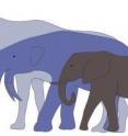 The largest land mammals that ever lived, <I>Indricotherium</I> and <I>Deinotherium</I>, would have towered over the living African elephant.
The tallest on diagram, <I>Indricotherium</I>, an extinct rhino relative,  lived during the Eocene to the Oligocene Epoch (37 to 23 million years ago) and reached a mass of 15,000 kg, while <I>Deinotherium</I> (an extinct proboscidean, related to modern elephants) was around from the late-Miocene until the early Pleistocene (8.5 to 2.7 million years ago) and weighed as much as 17,000 kg.