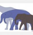 The largest land mammals that ever lived, <i>Indricotherium</i> and <i>Deinotherium</i>, would have towered over the living African Elephant. <i>Indricotherium</i> lived during the Eocene to the Oligocene Epoch (37 to 23 million years ago) and reached a mass of 15,000 kg, while <i>Deinotherium</i> was around from the late-Miocene until the early Pleistocene (8.5 to 2.7 million years ago) and weighed as much as 17,000 kg.