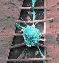 Single insect neurons are cultured on a carefully engineered surface to reveal growth morphology.