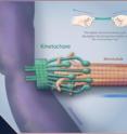 During cell division, a huge molecular complex called the kinetochore and a microtubule attach themselves to each chromosome and pull to create two daughter cells. Researchers have recently isolated the kinetochore outside of the cell, and have been able to demonstrate its functions in vitro. Surprisingly, the more tension there is on the microtubule, the more stable the connection to the kinetochore, analogous to how a Chinese finger trap ensnares a finger tighter as one tries to pull it off harder and harder.