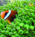 This is an image of a clown fish.