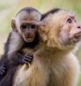 Capuchin monkeys (<i>Cebus capucinus</i>) of Central and South America are one of seven groups of wild primates included in the study.
