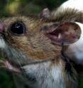 When the landscape is fragmented, white-footed mice dominate and Lyme disease risk increases.