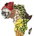 Africa can feed itself in a generation, Harvard professor Calestous Juma says in a new study.