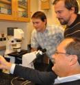 Warren MacDonald (left), Bart Bryant and Alexander Raikhel (seated) take a look at an image of a female <i>Aedes aegypti</i> mosquito whose gut has undigested blood.  The researchers developed a method that deactivates a key microRNA in the mosquito; this miccroRNA is responsible for blood digestion and egg development.