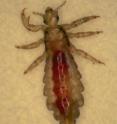 This blood-engorged head louse is the sort that plagues many children and their families. University of Utah biologists developed chemical-free, warm-air device called the LouseBuster, which kills hatched lice and their eggs, according to a new study. The LouseBuster now is on the market after gaining government clearance.