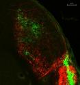 Melanopsin-expressing retinal ganglion cells extend their axons-long, slender projections that connect with other neurons-all the way to the primary processing center for visual information received from the brain.