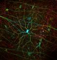 Melanopsin, a light receptor that measures the intensity of incoming light is found in rare, specialized cells embedded in the retina. The different colors corresponds to different depths of the imaged tissue sample.