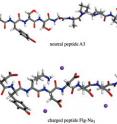 These are models of the peptides -- one neutral (a) and one charged (b) -- used in simulations of biomineralization processes being conducted at the Ohio Supercomputer Center by the University of Akron’s Dr. Hendrik Heinz.