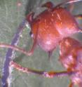 A leaf-cutter native to Panama slices through a leaf that later be carried by other ants to deep inside her colony.