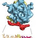 This cryo-electron microscopy image shows the 3-D structure of the ribosome (yellow/blue) bound to the signal recognition particle (SRP) and the SRP receptor (both in red). Below it is an atomic model of SRP (green-yellow/orange) and its receptor (pink).