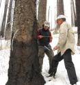 Connie Woodhouse and Mark Losleben of the University of Arizona examine a tree-ring core from a drought-stressed Douglas-fir tree in the Santa Rita Mountains south of Tucson, Ariz.