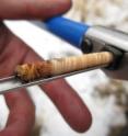 A core extracted from a living Douglas-fir tree in the Santa Rita Mountains south of Tucson, Ariz. Scientists use such cores to study the annual rings of trees, visible on the core as banding. Collecting such cores causes only temporary injury to the tree.