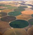 Center-pivot sprinklers create striking circular patterns of crops. The areas in between each circle don't get watered and therefore have scant vegetation.
