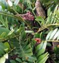 This is a close-up of a cycad with seed cones. Bright red seeds are erupting from the cones. Plant is tentatively identified as <i>Zamia furfuracea</i>. Cycads make seed-producing pine cone-like structures instead of flowers. Analysis shows Zamia's male cones have genetic wiring similar to flowers.