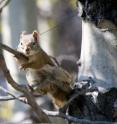 A female red squirrel rests on a branch during her mating chase.
