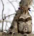 A male red squirrel rests on a branch during a female mating chase.