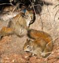 A male red squirrel approaches a female during her mating chase.