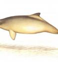 A relative of river dolphins, the franciscana, <i>Pontoporia blainvillei</i>, lives in the Atlantic coast off of Argentina where it is often entangled in fishing nets.