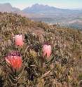 These are proteaceae plants, commonly known as laurel protea or laurel-leaf protea, in South Africa.